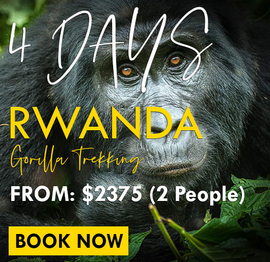 4 days budget safari in Rwanda