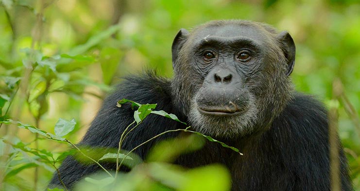 8 Days Rwanda Gorillas & Wildlife