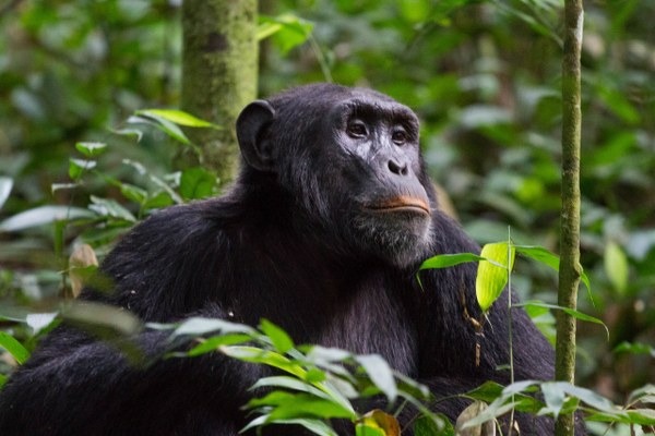 Visit the Great Apes on Rwanda wildlife Safari 