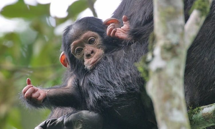 Chimpanzee Trekking Vs Gorilla Trekking in Rwanda 