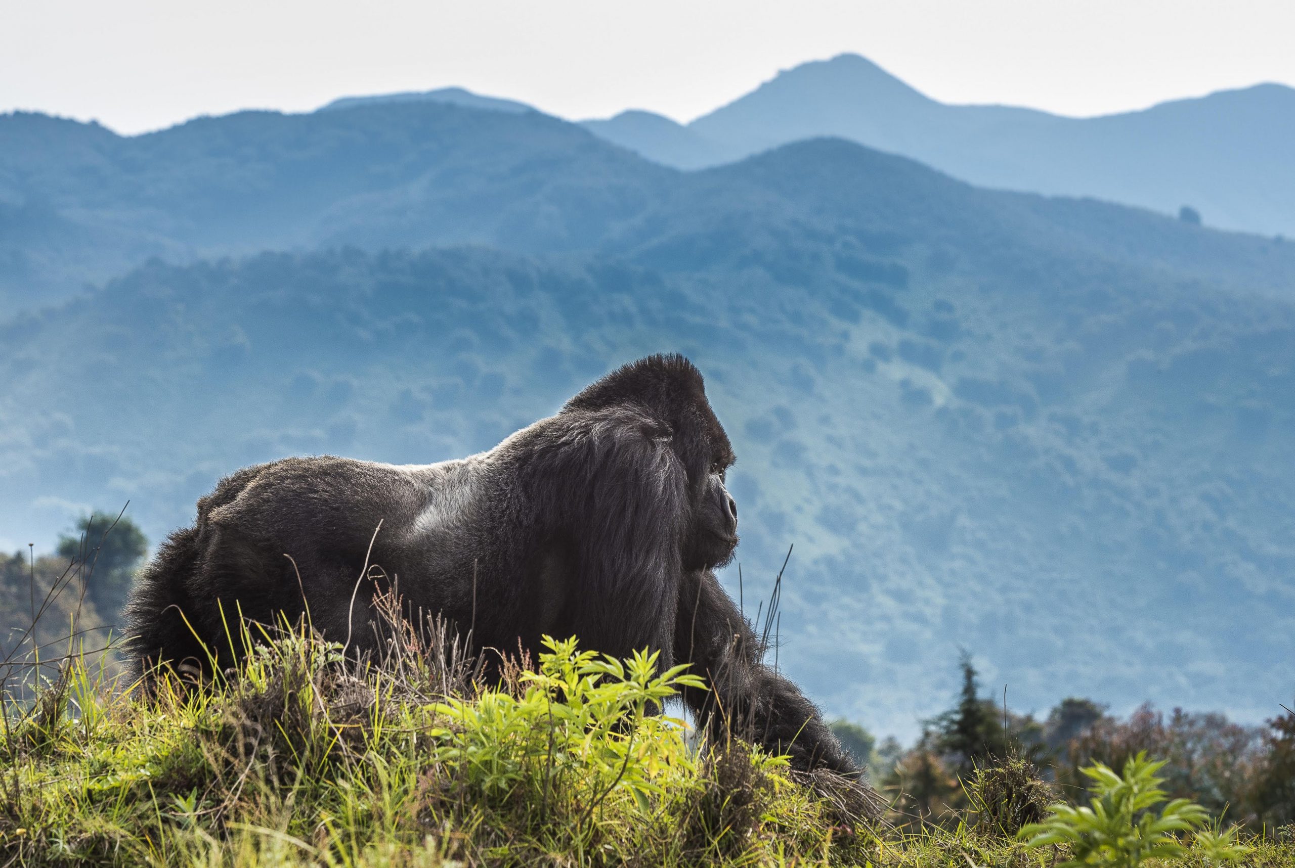Combining Gorilla trekking and Chimpanzee trekking in Rwanda