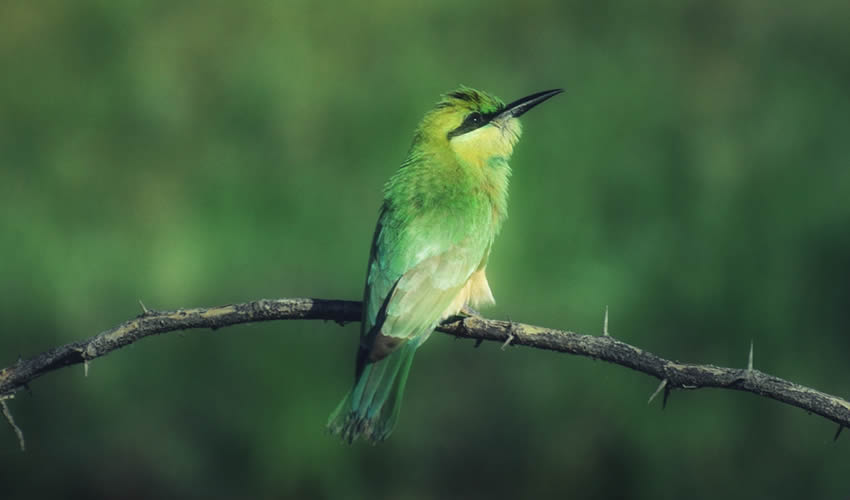 birding in akagera national park 
