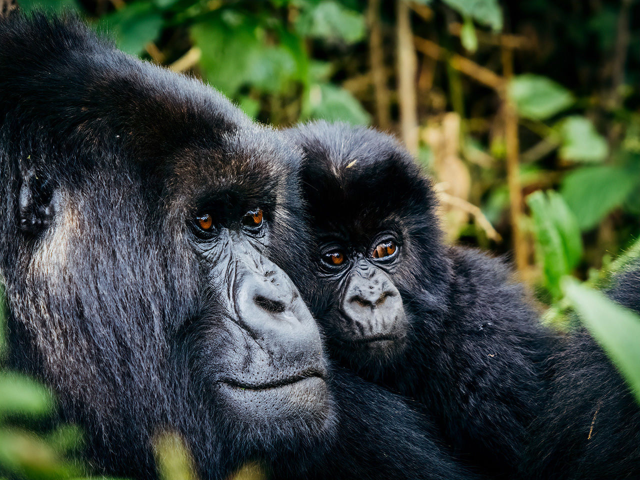 Incredibly endangered wildlife in Rwanda 
