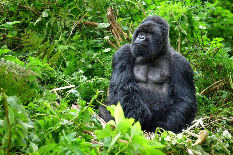 Top things to do in Virunga National Park