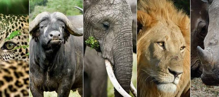 Track The Big Five Animals in Rwanda 2023