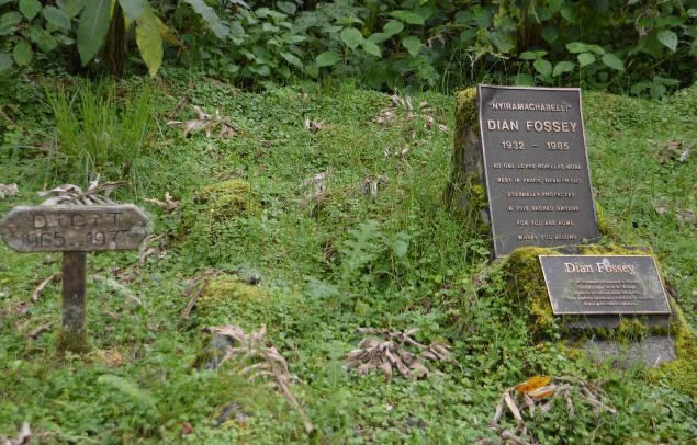The Story Of Dian Fossey And Her Karisoke Research Centre