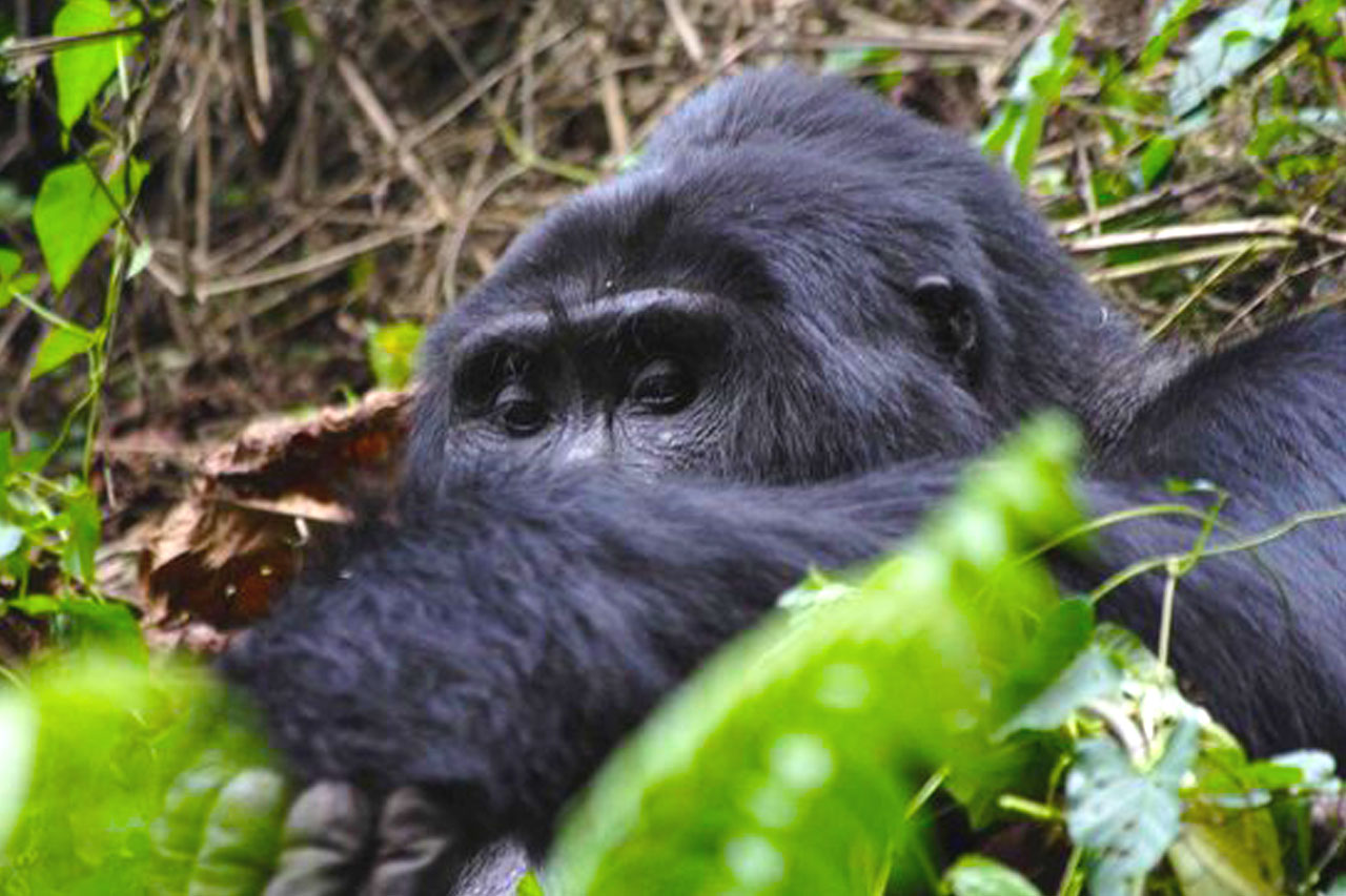 Combining Bwindi Impenetrable National Park And Queen Elizabeth National Park