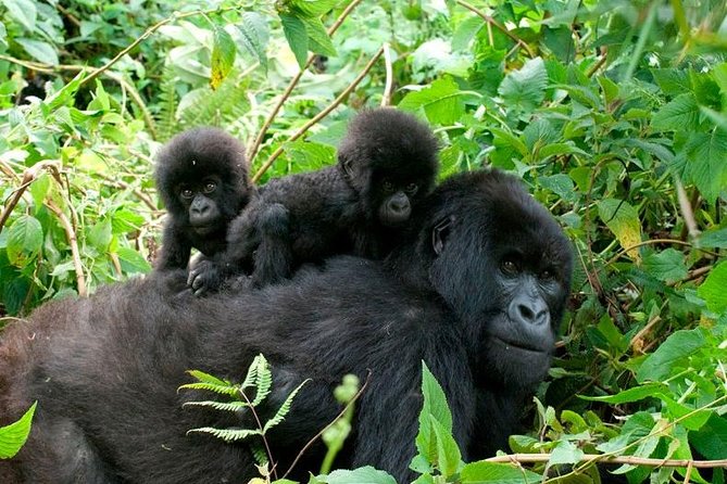 Gorilla trekking in Africa