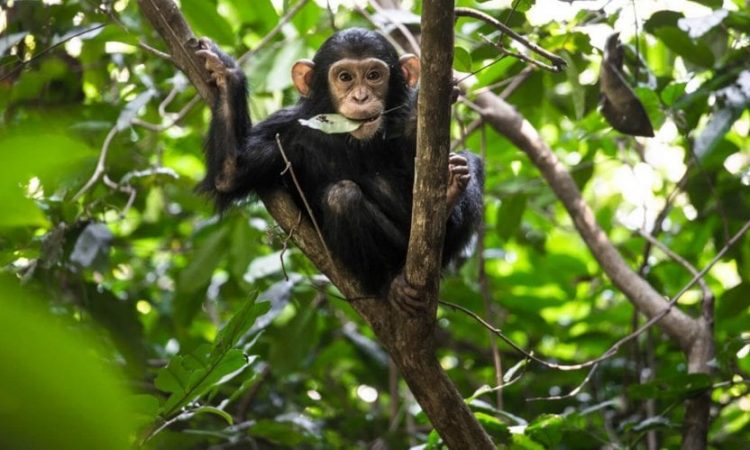 Facts About Chimpanzees in Nyungwe National Park