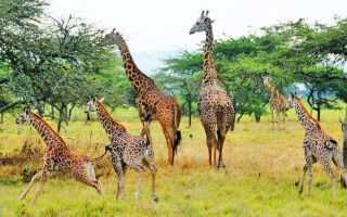 Facts about Akagera National Park