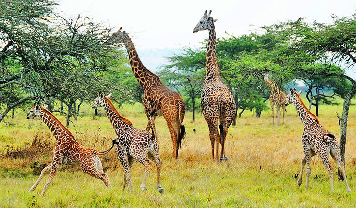 Facts about Akagera National Park