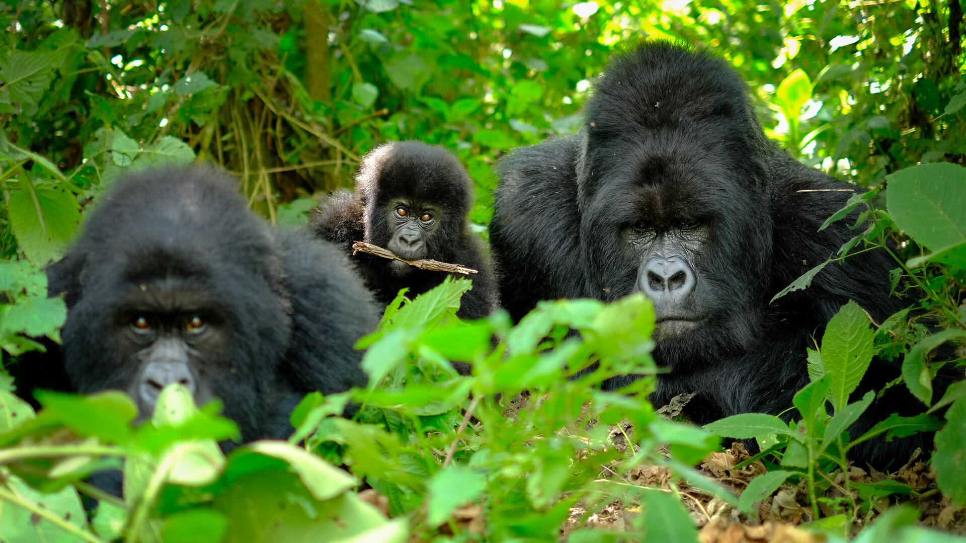 8 Days Kenya Wildlife & Rwanda Gorilla Trekking