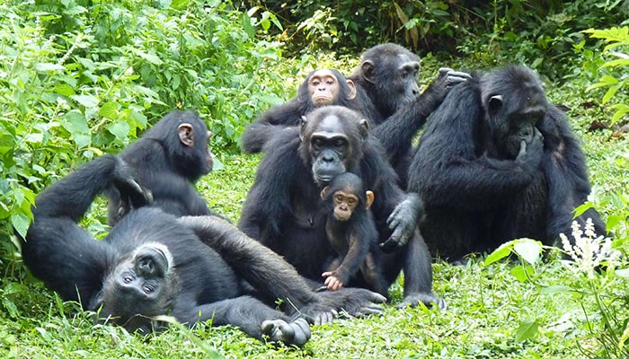 4 Days Chimpanzee Tracking in Semuliki National Park
