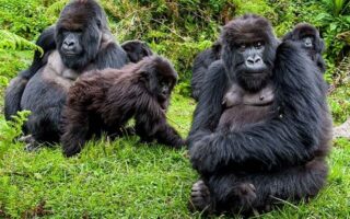 8 Days Uganda & Rwanda Primate Safari