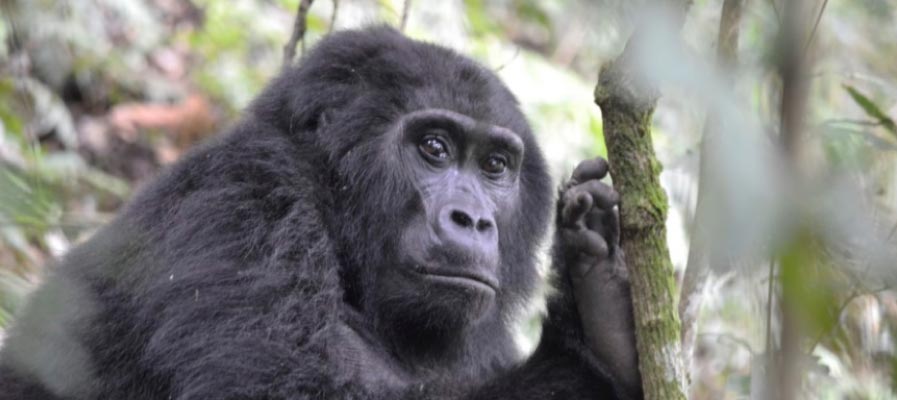 7 Days Uganda Rwanda Wildlife safari