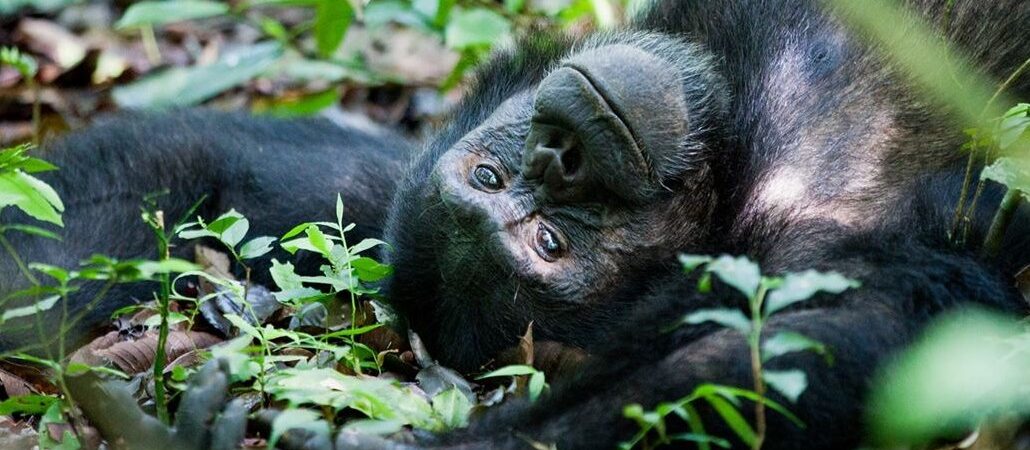 3 Days Semuliki Chimpanzee Trekking