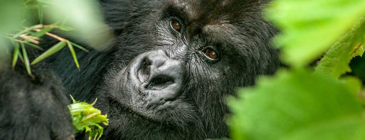 5 Days Uganda Gorilla & Chimpanzee Trekking Safari