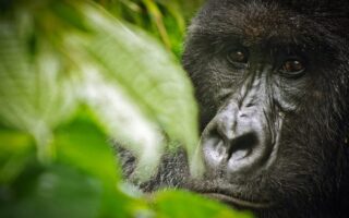 6 Days Virunga Gorilla Trekking & Mount Nyiragongo Hike
