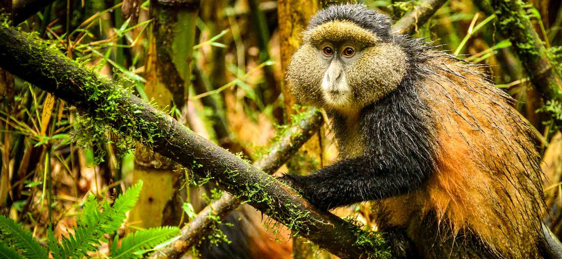 Rwanda Wildlife Safaris