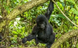 3 Days Bwindi Gorilla trekking Safari