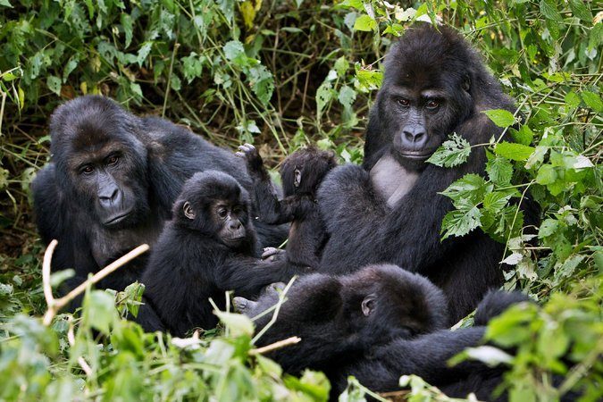 14 Days Rwanda, Congo Gorillas & Wildlife Safari