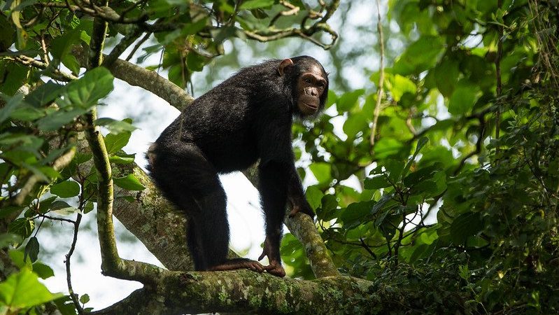 6 Days Virunga Primates & Nyiragongo Hike