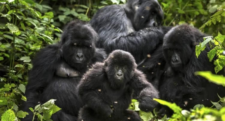 Bageni Gorilla Group