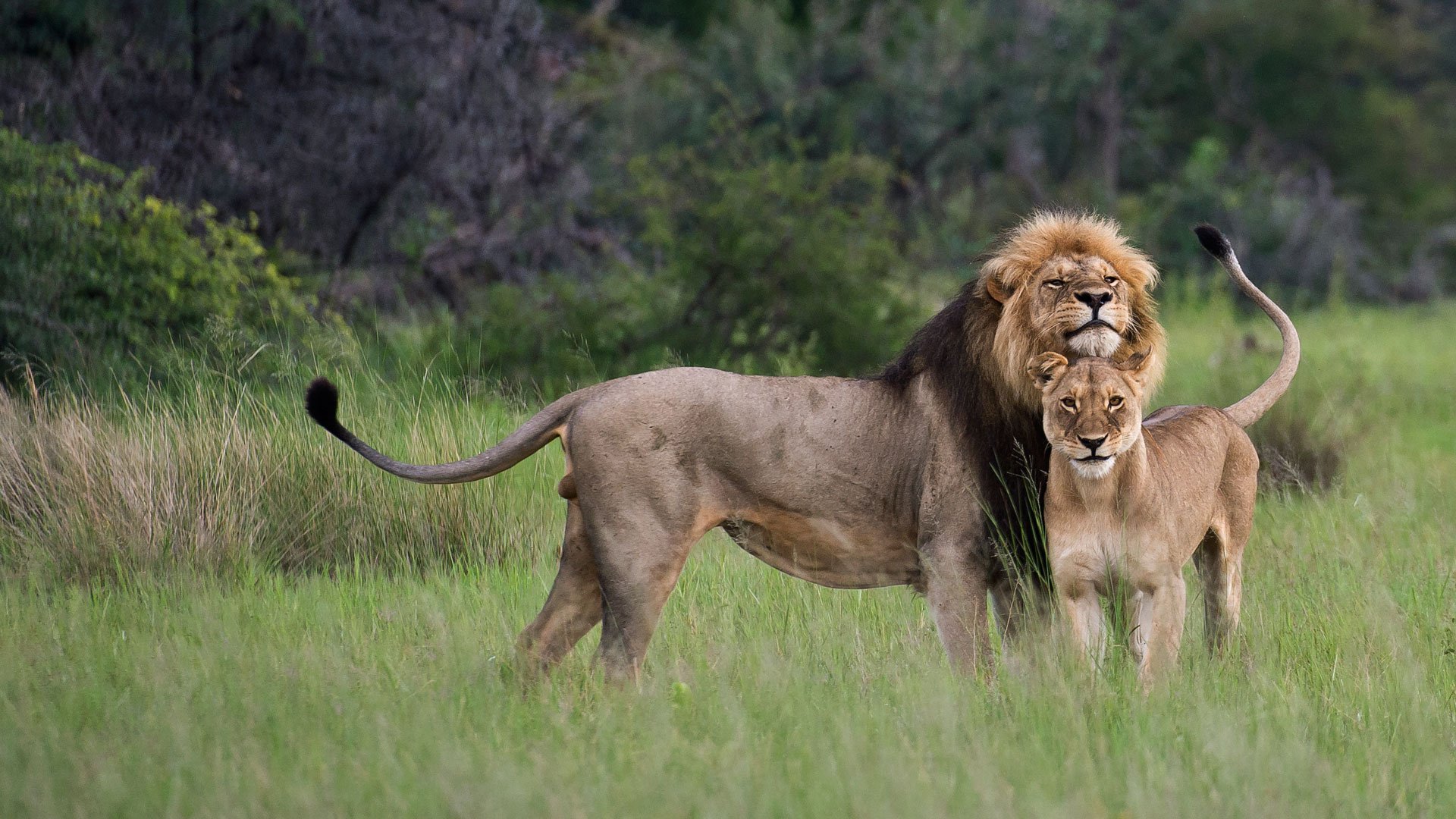 Lion tracking experience in Queen Elizabeth national park