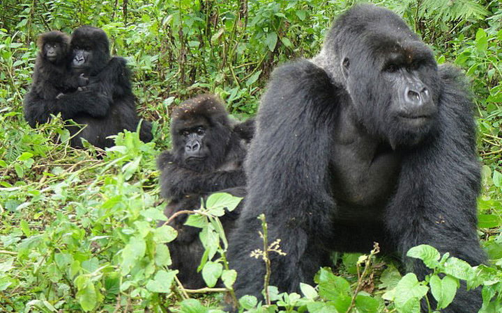 Mubare Gorilla Group