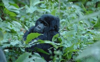 10 Days Best Rwanda safari