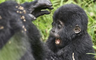 12 Days Rwanda Primates & Wildlife Safaris
