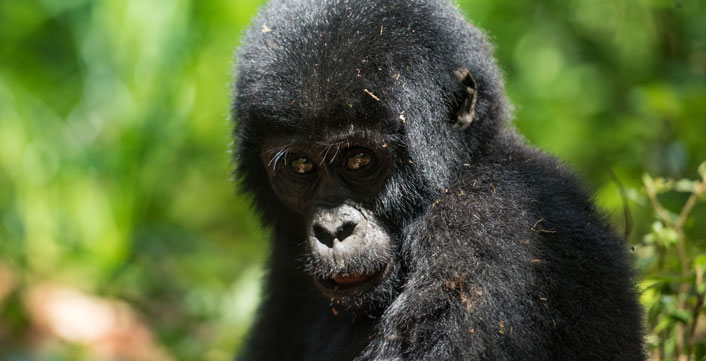 2 Days Rwanda Gorilla trekking safari