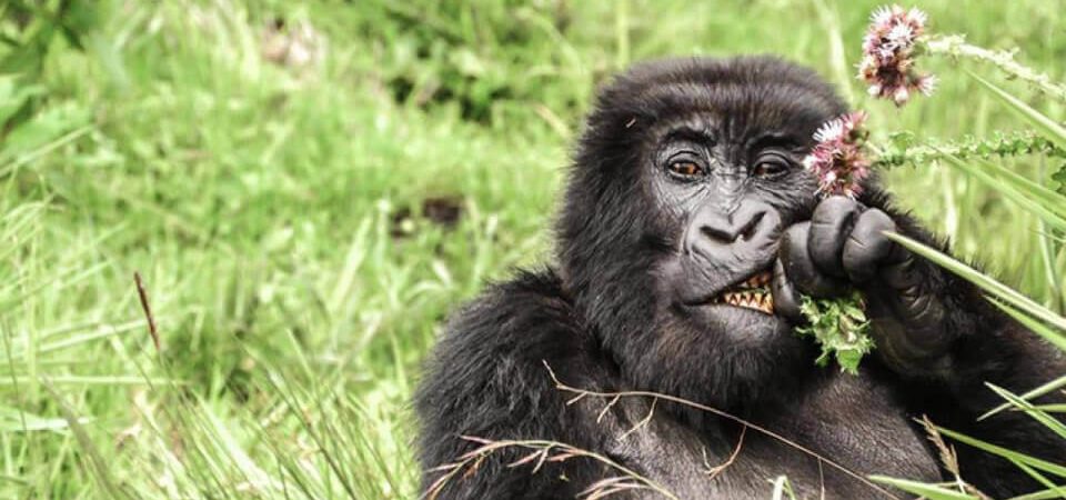 5 Days Rwanda Primates & Lake Kivu safari