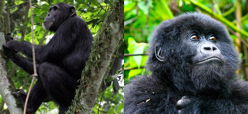 8 Days Rwanda Primates Safari