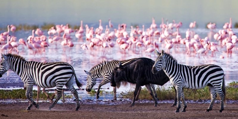 10 Days Kenya Birding Safari