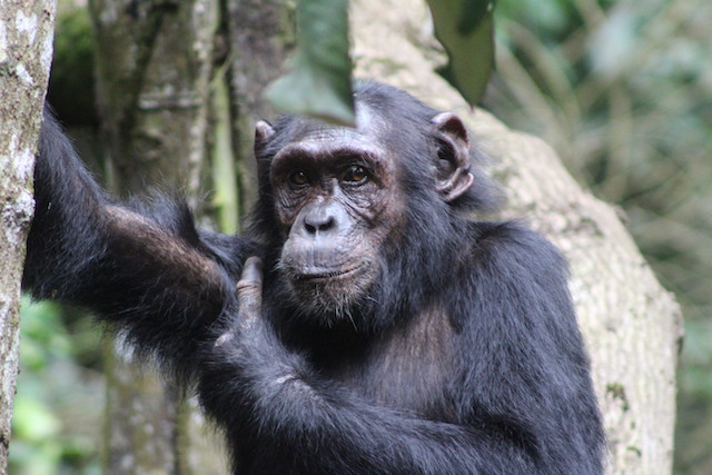 Chimpanzee Trekking in Kibale National Park