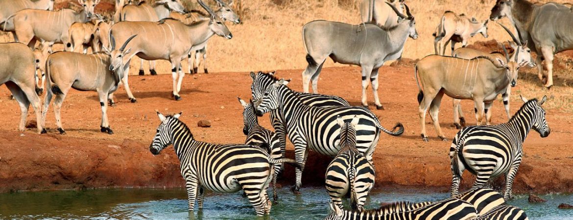 Tsavo National Park | Kenya National Parks | Rwanda Wildlife Safari