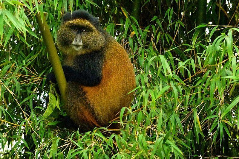 Golden Monkeys in Rwanda