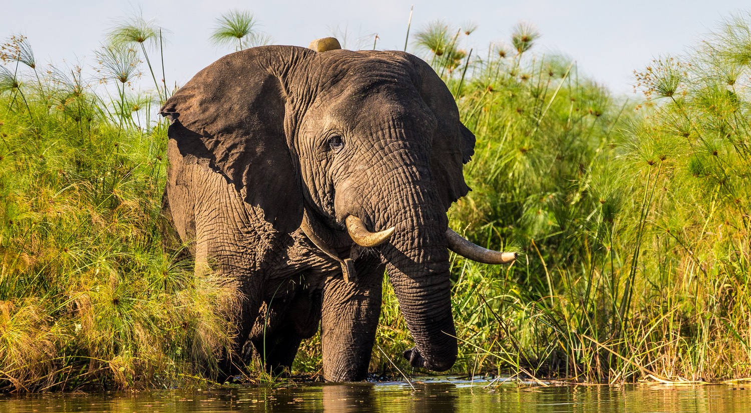 Facts About Elephants You Should Know