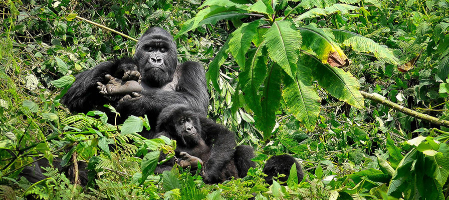 Comparing Gorilla Trekking in Rwanda and Uganda