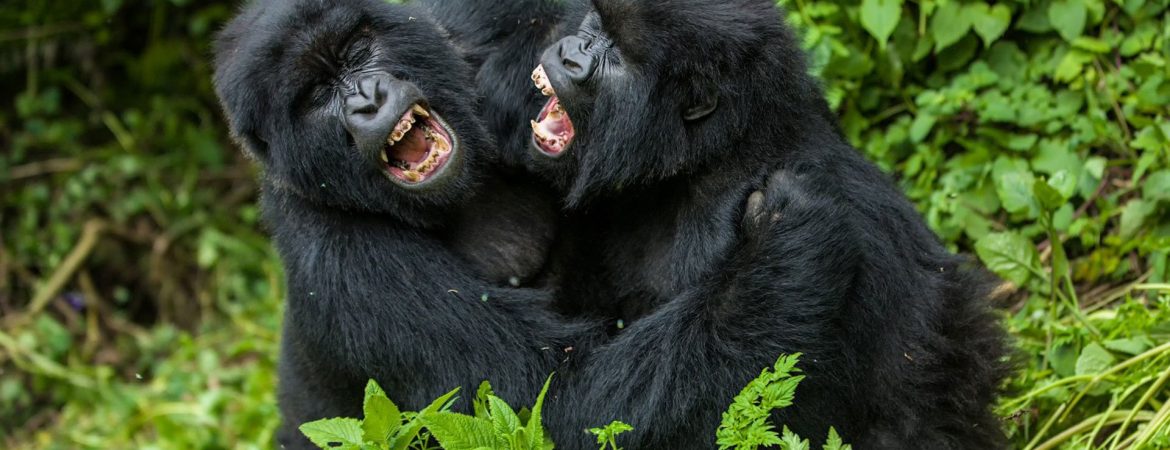 Why Do Gorillas Fight