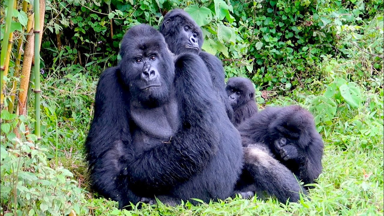 Rwanda safaris / rwanda wildlife safaris