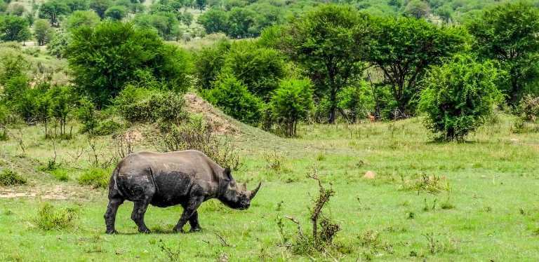 Seeing Rhinos in Rwanda’s Akagera National Park
