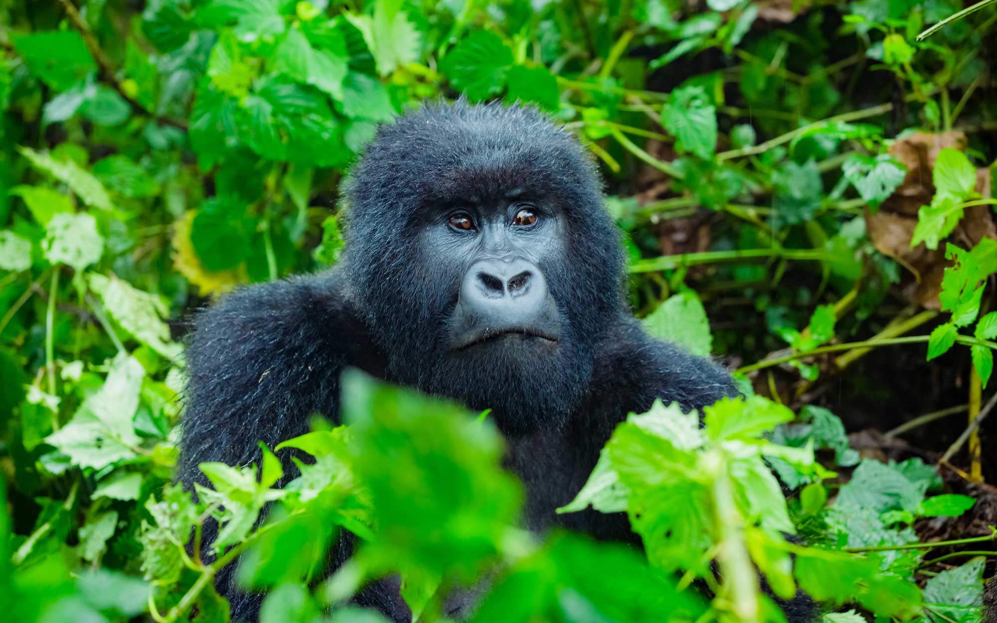 Are Mountain Gorillas Dangerous?