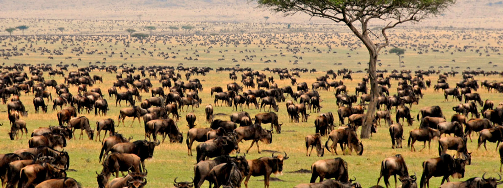 Amazing facts about Wildebeest migration