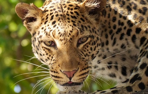 Big Cats Species in Akagera National Park