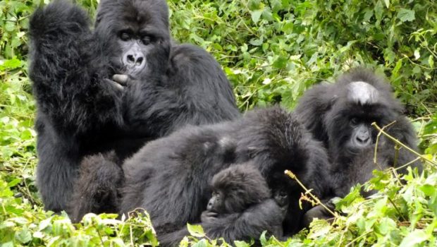 What Gorilla Families to Trek in Rwanda?
