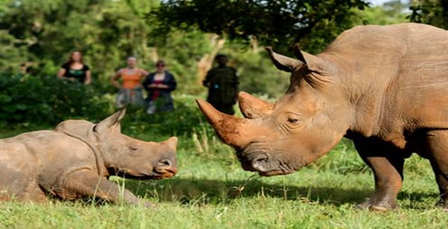 Top Safaris in Uganda 