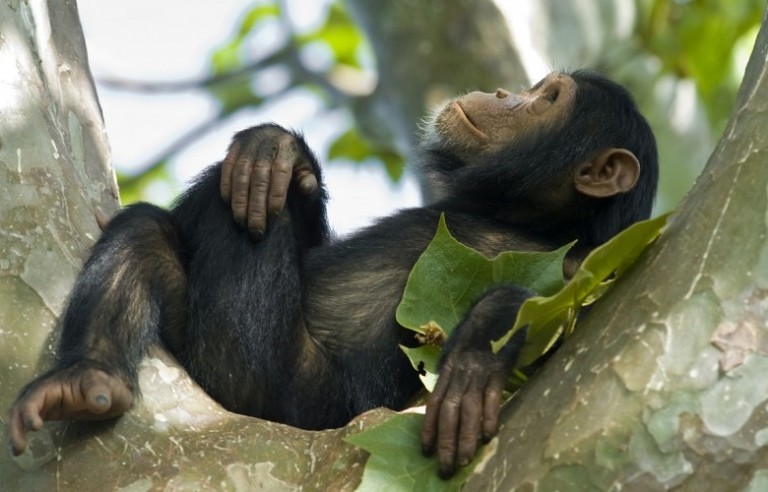 Trekking Chimpanzees in Kyambura George Uganda