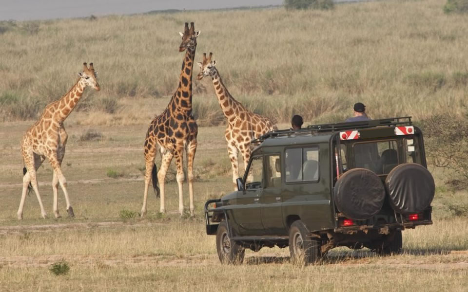 Wildlife African Safari Destination - Rwanda 